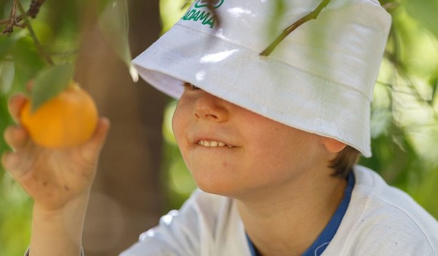 Social Responsibility Policy picture Young boy with ADAMA hat picking oranges