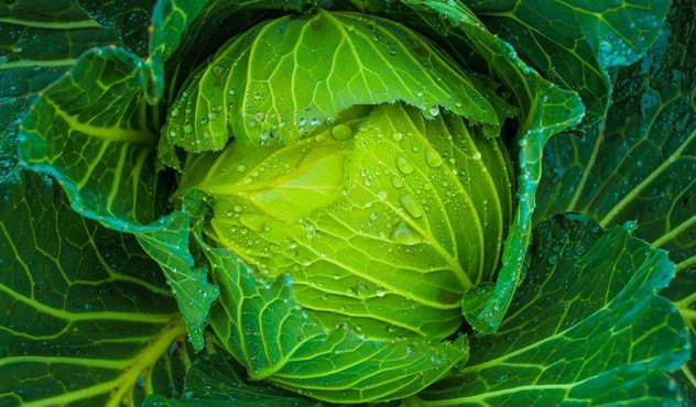 Cabbage Up Close Cabbage Up Close
