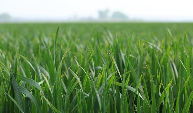 Corn leaves.jpg