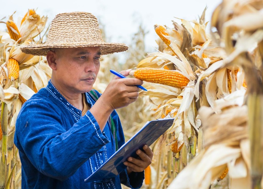 Farmer Checking Corn