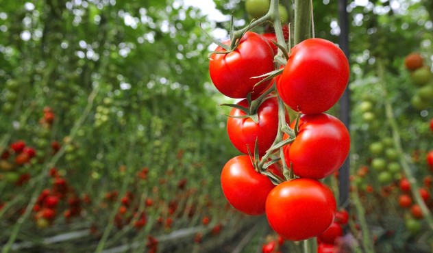 Tomato Plant Tomato Plant
